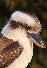 Kookaburra