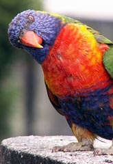 Lorikeet