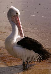 Pelican